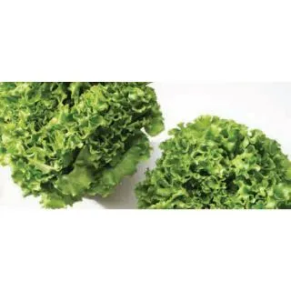 Compra LECHUGA BATEIRA Pildorada (25.000 Semillas) en la tienda online Fito Agrícola