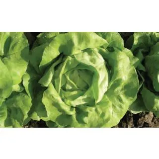 Compra LECHUGA MAFALDA Pildorada (25.000 Semillas) en la tienda online Fito Agrícola