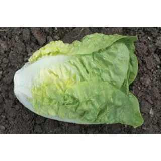 Compra LECHUGA THESPIAN Pildorada (25.000 Semillas) en la tienda online Fito Agrícola