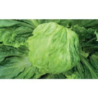 Compra LECHUGA ASPIRATA Pildorada (25.000 Semillas) en la tienda online Fito Agrícola