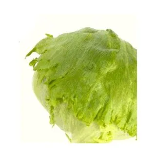 Compra LECHUGA RECILIA Pildorada (25.000 Semillas) en la tienda online Fito Agrícola