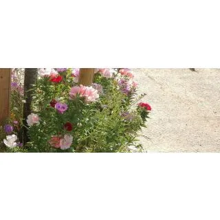 Compra ALCORQUES CON FLOR (100 gr.). en la tienda online Fito Agrícola