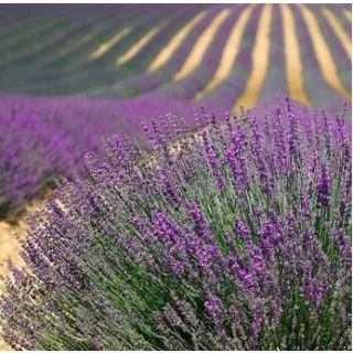 Compra FLORACIÓN MELÍFERAS MIX (100 gr.). en la tienda online Fito Agrícola