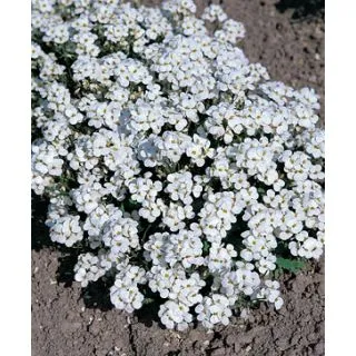 Compra ARABIS CAUCASICA Snow Blanca (25 gr.). en la tienda online Fito Agrícola