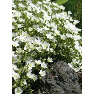 Compra ARENARIA MONTANA Blanca (5 gr.). en la tienda online Fito Agrícola