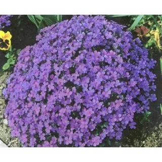 Compra AUBRIETA HYBRIDA Hendersonii Lila (25 gr.). en la tienda online Fito Agrícola