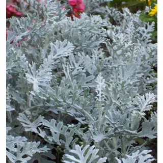 Compra CINERARIA MARITIMA SILVERARADO BLANCO PLATEADO (1000 Semillas). en la tienda online Fito Agrícola