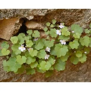 Compra PALOMILLA DE MURO (10 gr.). en la tienda online Fito Agrícola