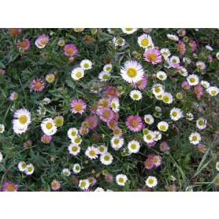 Compra ERIGERON Karvinskianus (1 gr.). en la tienda online Fito Agrícola