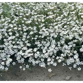 Compra GYPSOPHILA Repens (25 gr.). en la tienda online Fito Agrícola