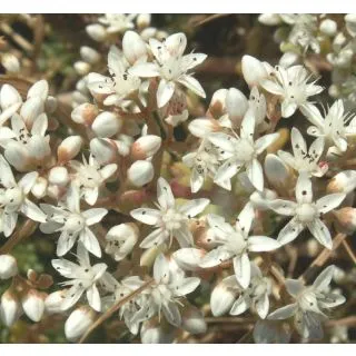 Compra SEDUM Album (1 gr.). en la tienda online Fito Agrícola