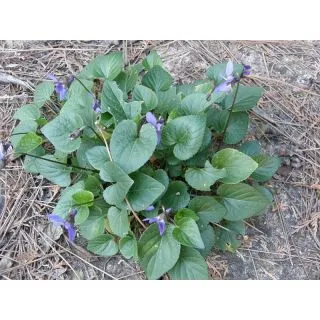 Compra VIOLETA ODORATA Czar (10 gr.). en la tienda online Fito Agrícola