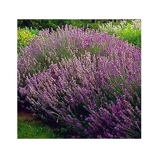 Compra LAVANDA ANGUSTIFOLIA VERA OFFICINALIS (100 gr.). en la tienda online Fito Agrícola