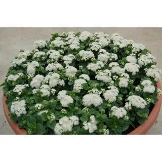 Compra AGERATO ALOHA BLANCO F1 Pildorado (1.000 Semillas) en la tienda online Fito Agrícola