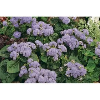 Compra AGERATO VICTORIA BLUE F1 Pildorado (1.000 Semillas) en la tienda online Fito Agrícola