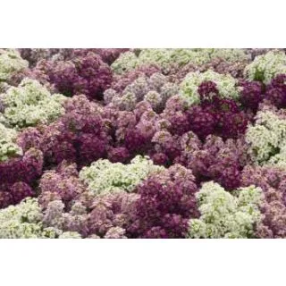 Compra LOBULARIA MARITIMA WONDERLAND MIX (1000 Semillas). en la tienda online Fito Agrícola