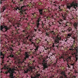 Compra LOBULARIA MARITIMA WONDERLAND ROSA FUERTE (1000 Semillas). en la tienda online Fito Agrícola