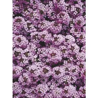 Compra LOBULARIA MARITIMA WONDERLAND LAVANDA (1000 Semillas). en la tienda online Fito Agrícola