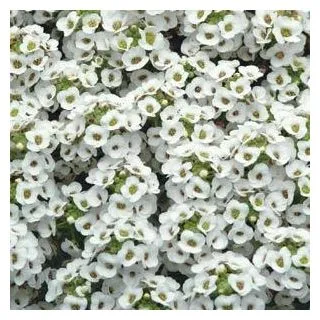 Compra LOBULARIA MARITIMA CLEAR CRYSTAL BLANCA (1000 Semillas). en la tienda online Fito Agrícola