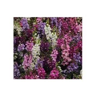 Compra ANGELONIA SERENA ® F1 MIX (1.000 Semillas) en la tienda online Fito Agrícola