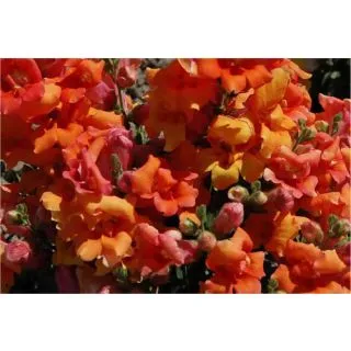 Compra ANTIRRINO TWINNY F1 BRONCE (1.000 Semillas) en la tienda online Fito Agrícola