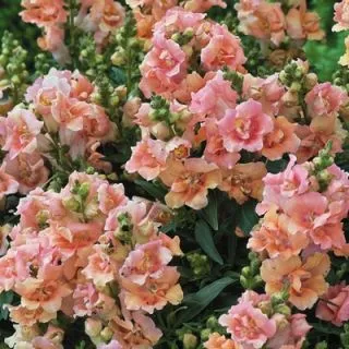 Compra ANTIRRINO TWINNY F1 ROSA (1.000 Semillas) en la tienda online Fito Agrícola