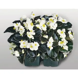 Compra BEGONIA COCKTAIL WHISKY® F1 BLANCA Pildorada Hoja Bronce (1.000 Semillas) en la tienda online Fito Agrícola