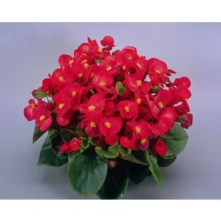 Compra BEGONIA SUPER OLYMPIA® F1 ROJA Pildorada (1.000 Semillas) en la tienda online Fito Agrícola