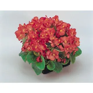 Compra BEGONIA SUPER OLYMPIA® F1 ROSA Pildorada (1.000 Semillas) en la tienda online Fito Agrícola