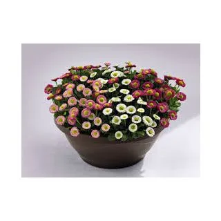 Compra BELLIS (MARGARITA DE LOS PRADOS) SPEEDSTAR PLUS® MIX Pildorada (1000 Semillas). en la tienda online Fito Agrícola