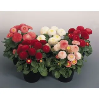 Compra BELLIS (MARGARITA DE LOS PRADOS) TASSO® MIX Pildorada (1000 Semillas). en la tienda online Fito Agrícola