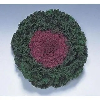 Compra COL ORNAMENTAL CARRIZO F1 CENTRO ROJO Pildorada (1000 Semillas). en la tienda online Fito Agrícola