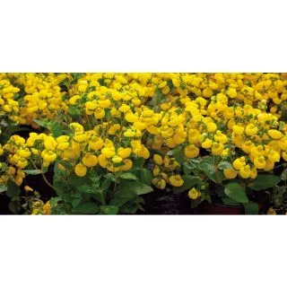 Compra CALCEOLARIA RUGOSA GOLDEN BUNCH F1 Pildorada (1000 Semillas). en la tienda online Fito Agrícola