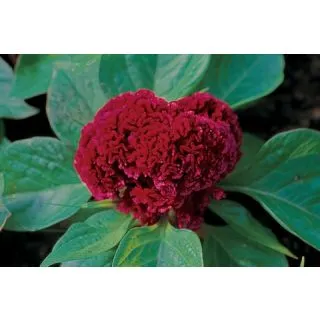 Compra CRESTA DE GALLO RAFIKI RED (1000 Semillas). en la tienda online Fito Agrícola