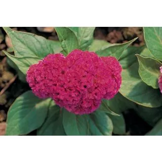 Compra CRESTA DE GALLO RAFIKI PINK (1000 Semillas). en la tienda online Fito Agrícola