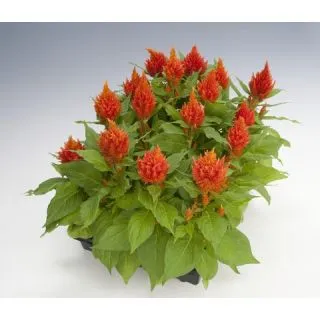 Compra CELOSÍA PLUMOSA GLORIUS NARANJA Pildorada (1.000 Semillas) en la tienda online Fito Agrícola