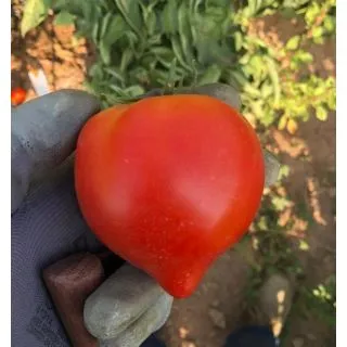 Compra TOMATE VALENCIANO F1 (1.000 Semillas) en la tienda online Fito Agrícola
