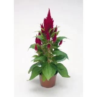 Compra CELOSÍA PLUMOSA FRESH LOOK ROJA Pildorada (1.000 Semillas) en la tienda online Fito Agrícola