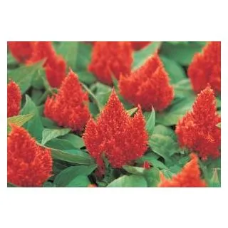 Compra CELOSÍA PLUMOSA KIMONO ORANGE Pildorada (1.000 Semillas) en la tienda online Fito Agrícola
