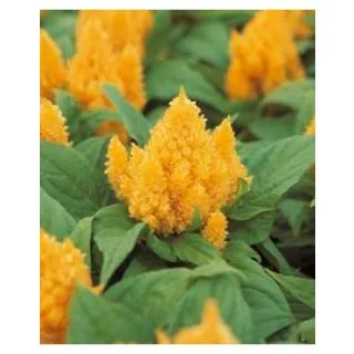 Compra CELOSÍA PLUMOSA KIMONO YELLOW Pildorada (1.000 Semillas) en la tienda online Fito Agrícola