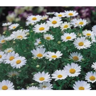 Compra MARGARITA SNOWLAND (1000 Semillas). en la tienda online Fito Agrícola