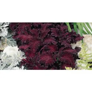 Compra COLEO BLACK DRAGON (1000 Semillas). en la tienda online Fito Agrícola