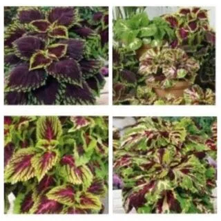 Compra COLEO KONG MOSAIC® Pildorada (500 Semillas). en la tienda online Fito Agrícola