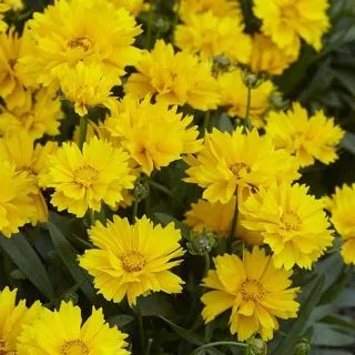 Compra COREOPSIS PRESTO® (1000 Semillas). en la tienda online Fito Agrícola