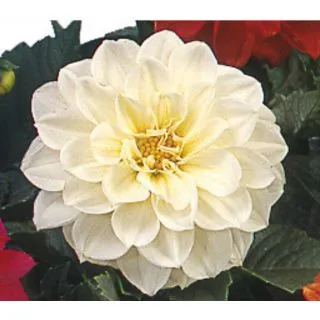 Compra DALIA FIGARO BLANCA (1000 Semillas). en la tienda online Fito Agrícola