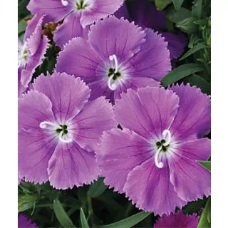 Compra DIANTHUS CHINO DIANA LILA F1 Pildorado (1000 Semillas). en la tienda online Fito Agrícola
