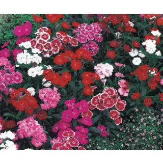 Compra DIANTHUS CHINO TELSTAR MIX F1 (1000 Semillas). en la tienda online Fito Agrícola