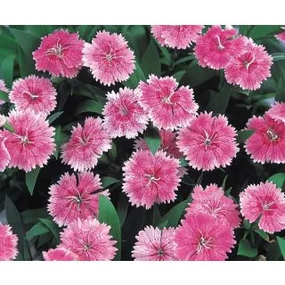 Compra DIANTHUS CHINO TELSTAR PINK F1 (1000 Semillas). en la tienda online Fito Agrícola