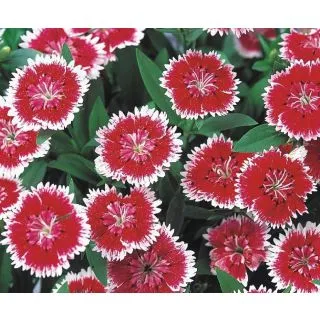 Compra DIANTHUS CHINO TELSTAR CRIMSON F1 (1000 Semillas). en la tienda online Fito Agrícola