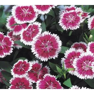 Compra DIANTHUS CHINO TELSTAR CORAL F1 (1000 Semillas). en la tienda online Fito Agrícola